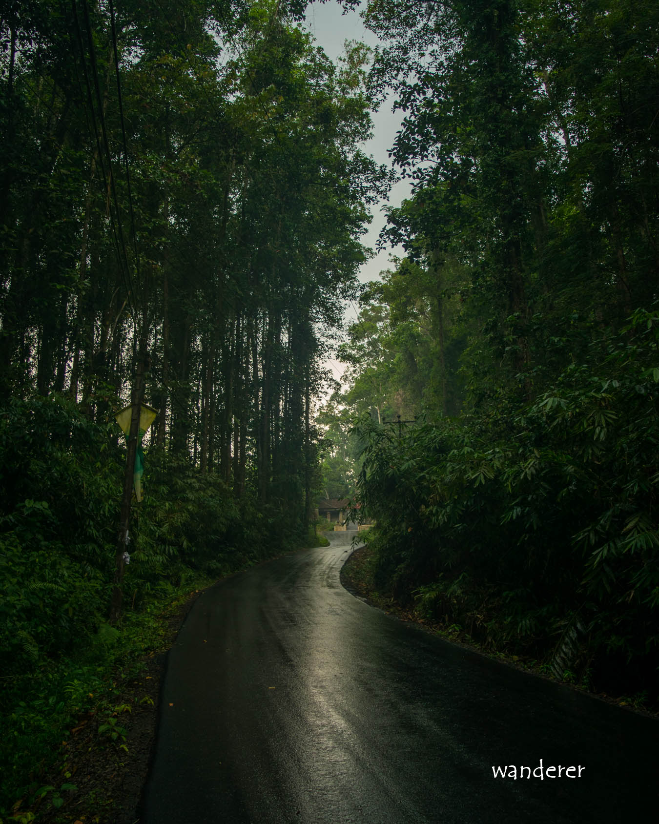 Road through Hora forest reserve, Handapangoda