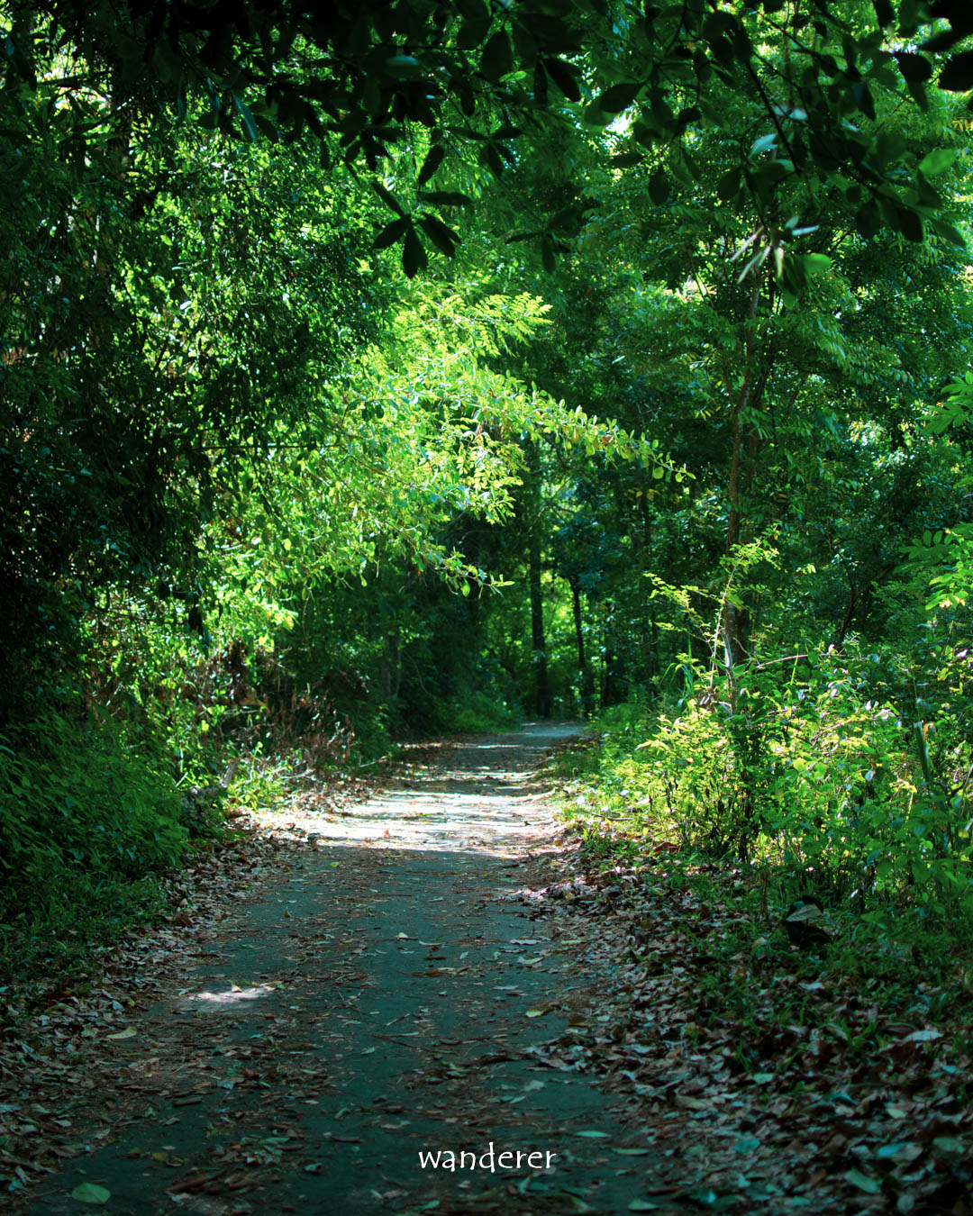 Road to Hanthana circuit bungalow