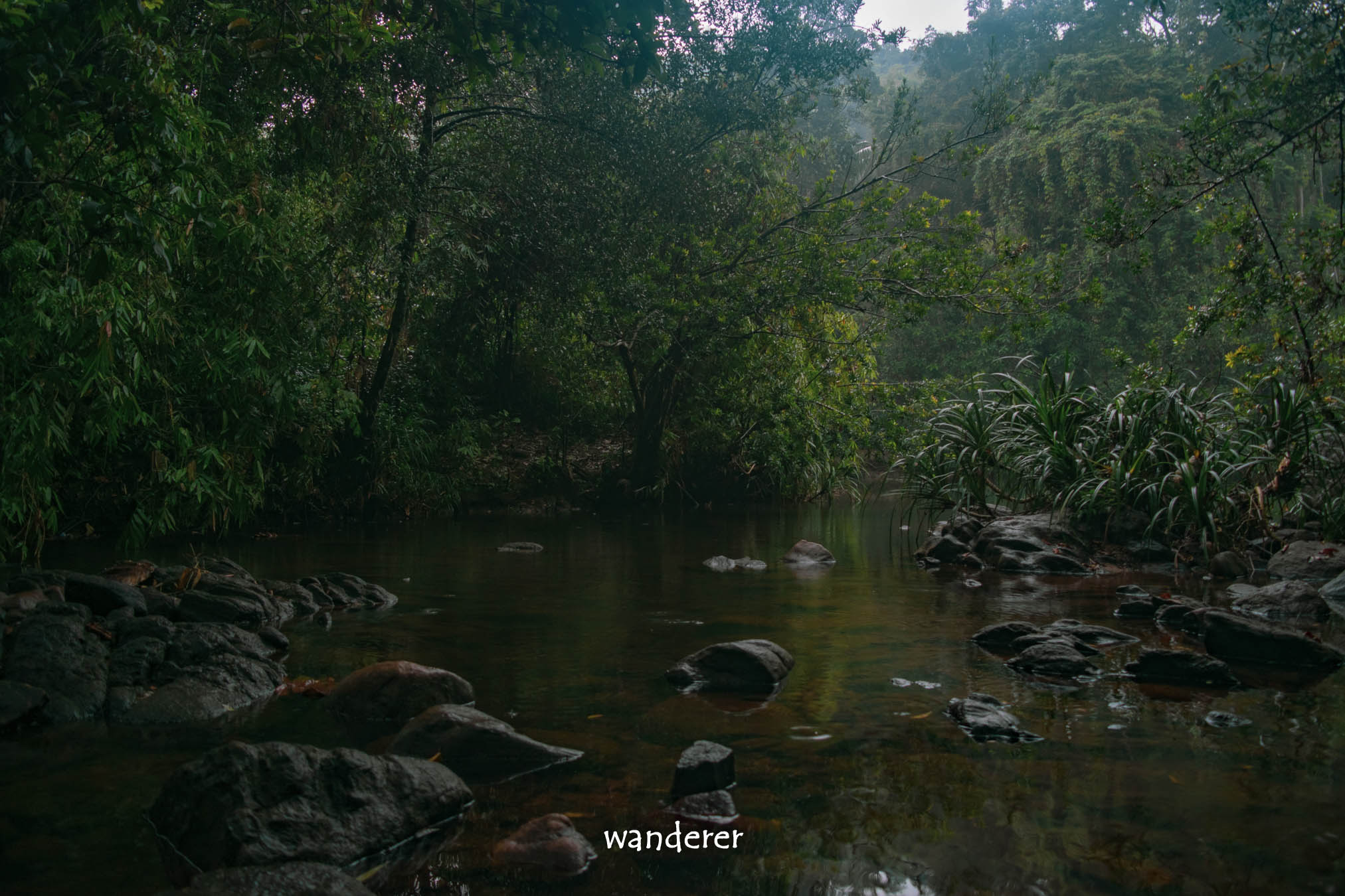 Pond surrounded by trees in Nachchimale